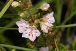 Hairy laurel <BR>Hairy wicky